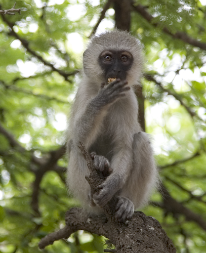 vervet monkey with cookie