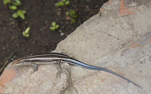 rainbow skink