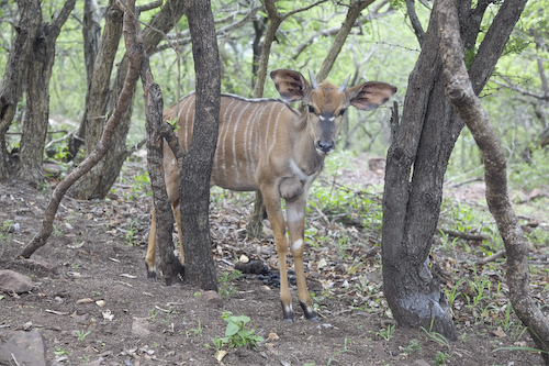 young male nyala