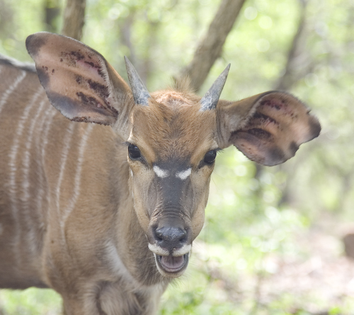 young male nyala