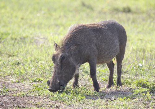 warthog