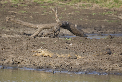 crocodile with open jaws
