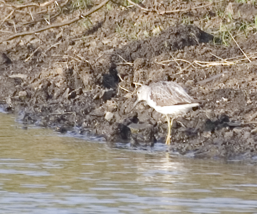 sandpiper