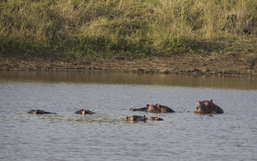 hippo herd