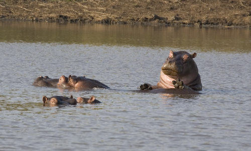 hippo herd