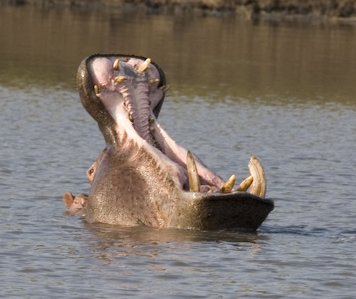 hippo yawn