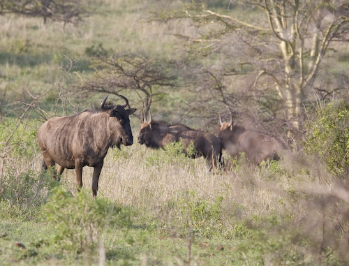 wildebeest