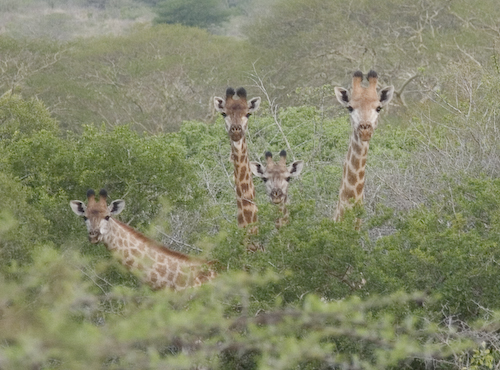 giraffe journey