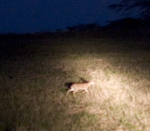 steenbuck