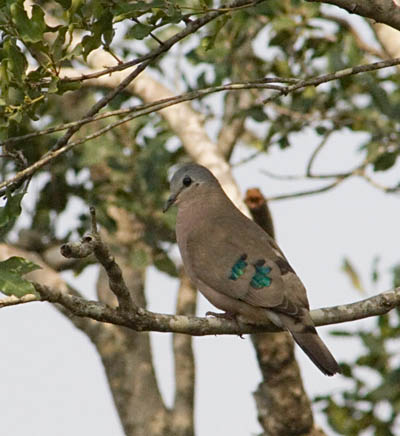 green spotted woodland dove