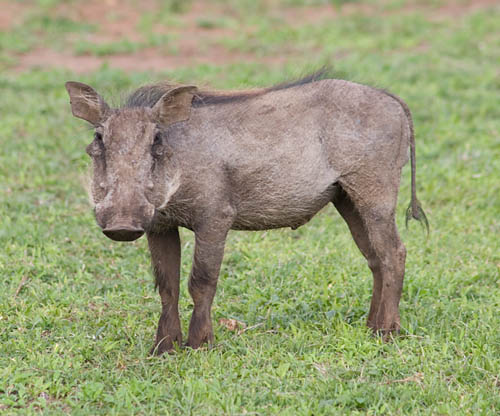 juvenile warthog