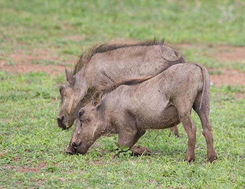 warthog on knees