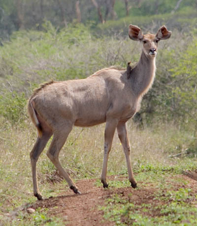 kudu with passenger