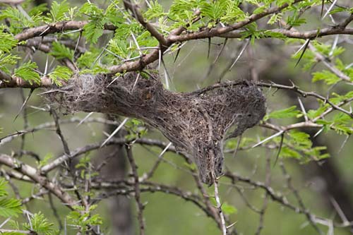 colony spider nest