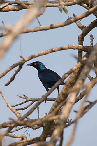 European glossy starling