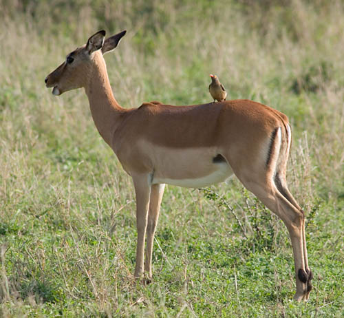 impala with passenger