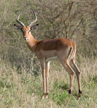 impala male