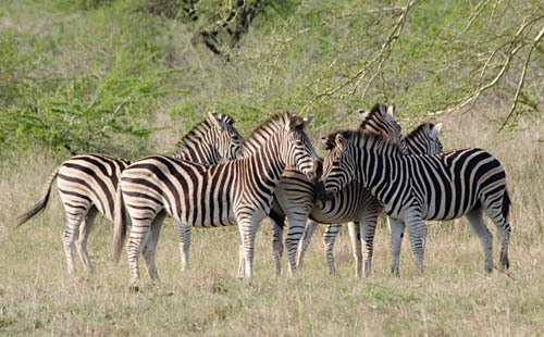 zebra herd