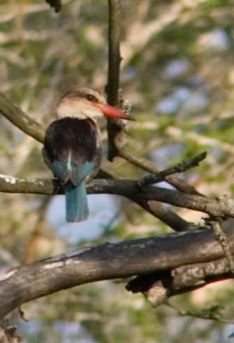 woodland kingfisher