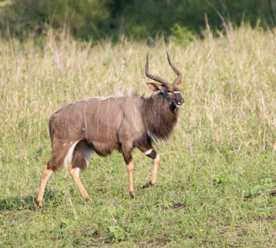 nyala