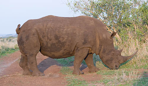 rhino marking his territory