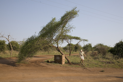 elephant tree