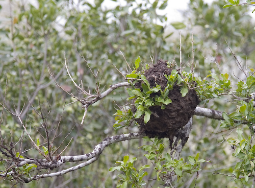 ant colony in tree