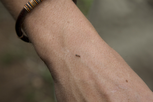 ant an Marius' arm