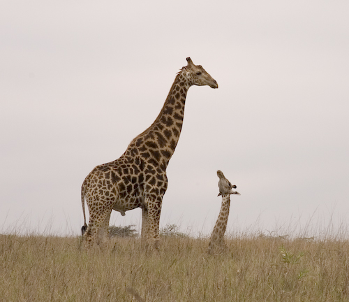 giraffe journey