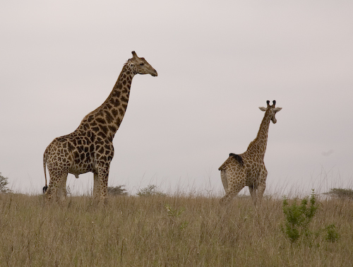 giraffe journey