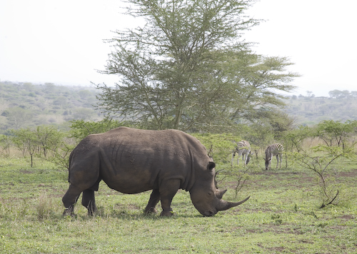 rhino male with zerbra pair