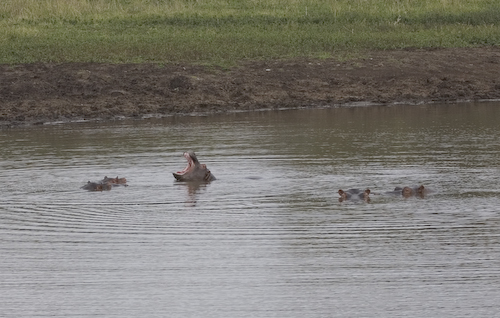 hippo herd