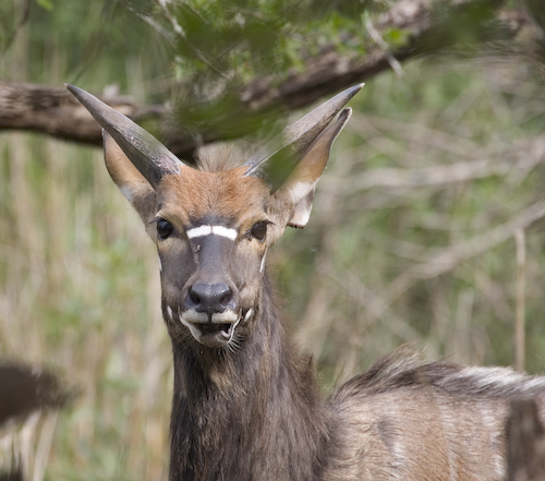 nyala adult male