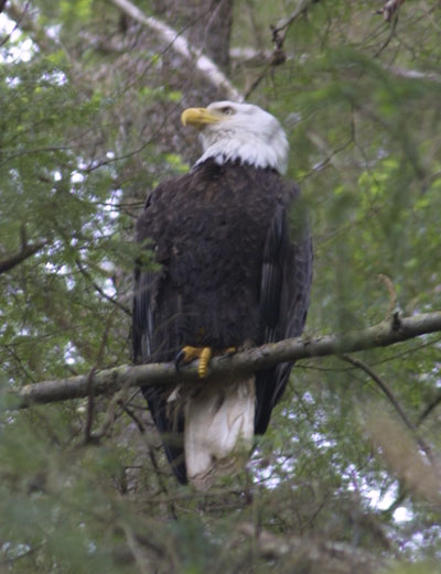 eagle in totem park