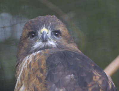 owl at raptor center