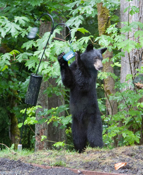 grabbing the feeder