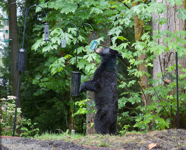 sniffing the suet feeder