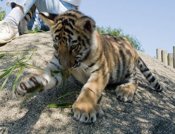 Two young Bengal Tiger Cubs play-fighting at Cougar Mountain Zoo Stock  Photo - Alamy