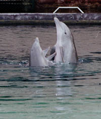 Dolphins Playing