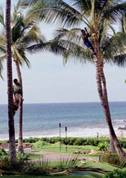 Pruning the Palm Trees