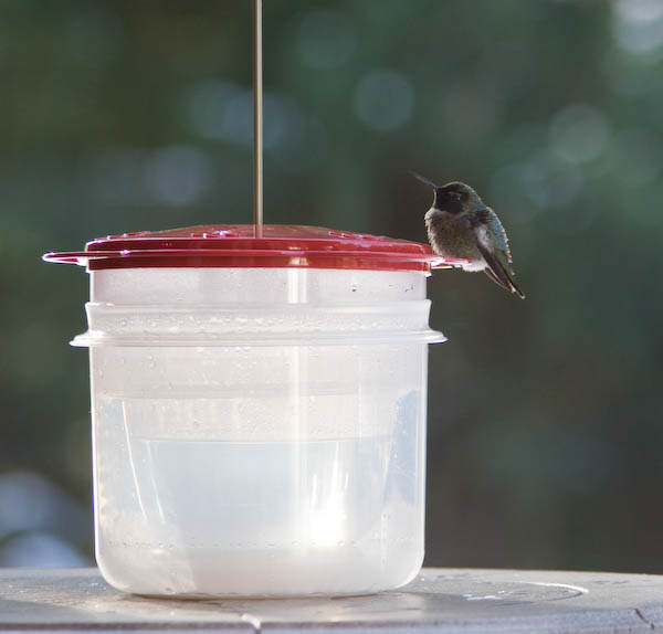 Alpha on thawed feeder