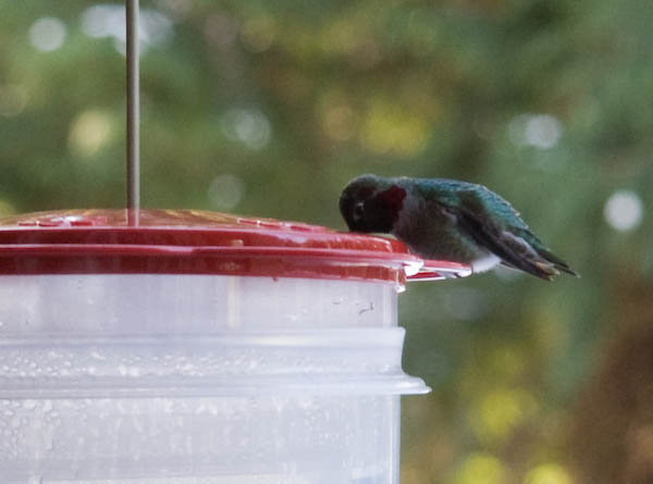 Beta on thawed feeder