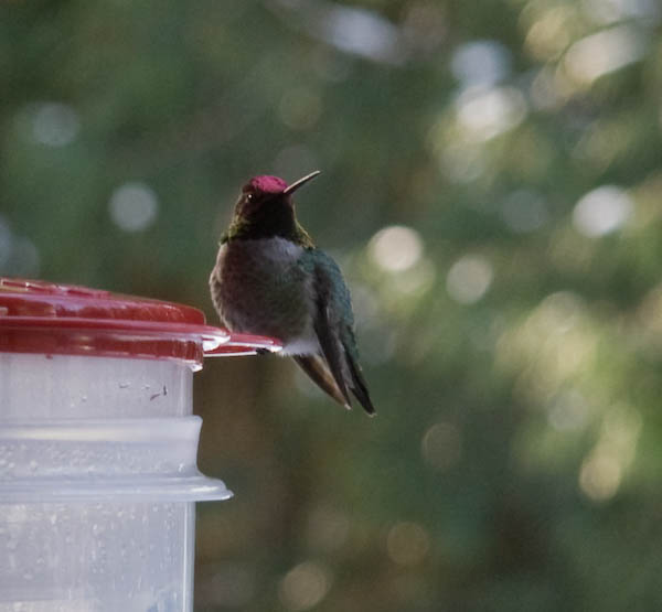 Beta on thawed feeder