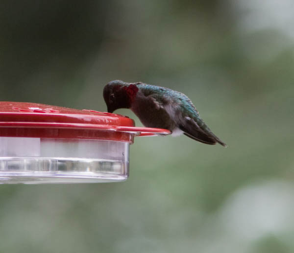 Beta drinking from the feeder