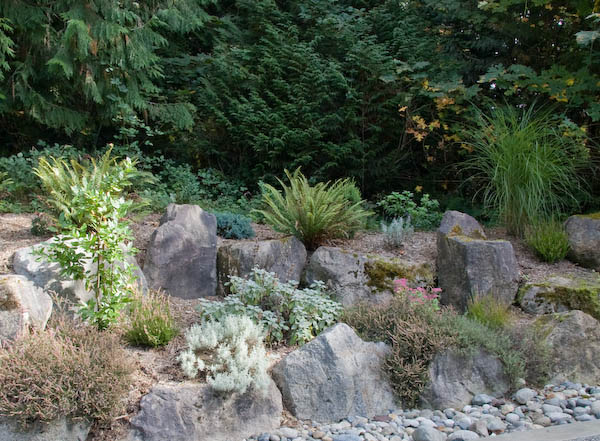 rockery area with herbs