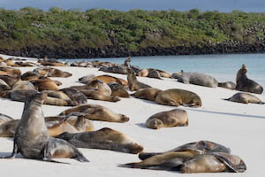 sea lions covering the beach on Española Island