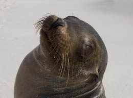 sea lion up close