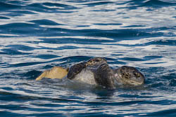sea turtles mating