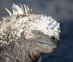 marine iguana