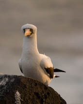 Nazca booby